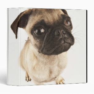 Small breed of dog with short muzzled face binder