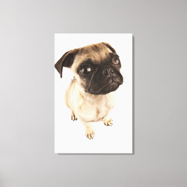 Small breed of dog with short muzzled face. canvas print (Front)