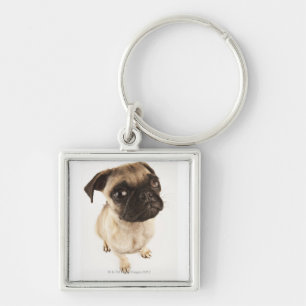 Small breed of dog with short muzzled face. keychain