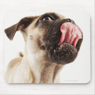 Small Breed of Dog with Short Muzzled Face Mouse Pad