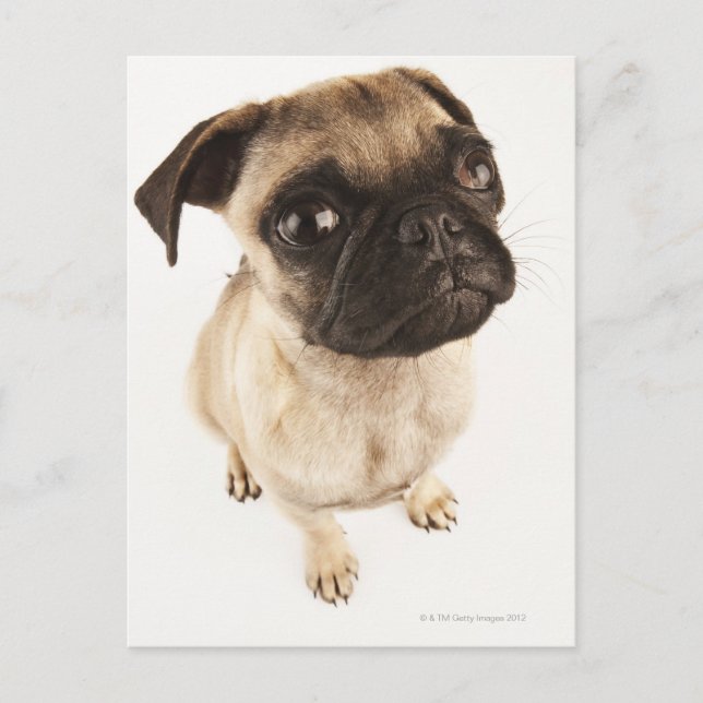 Small breed of dog with short muzzled face postcard (Front)