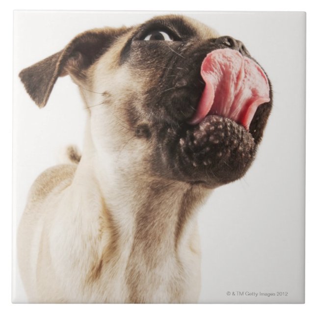 Small Breed of Dog with Short Muzzled Face Tile (Front)