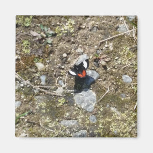 small butterfly magnet