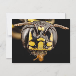 Small Carpenter Bee Close-Up Postcard