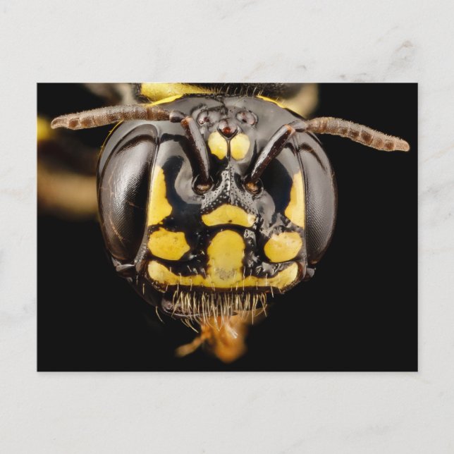 Small Carpenter Bee Close-Up Postcard (Front)