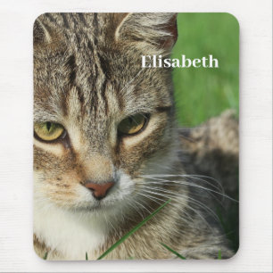 small cat on a green spring meadow mouse pad