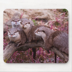 Small Clawed Otters Mousemat Mouse Pad