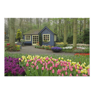 Small cottage flower shop, Keukenhof Gardens, Photo Print