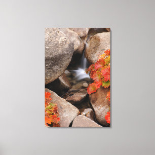 Small creek in autumn, California Canvas Print