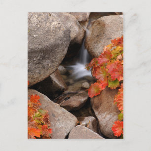 Small creek in autumn, California Postcard
