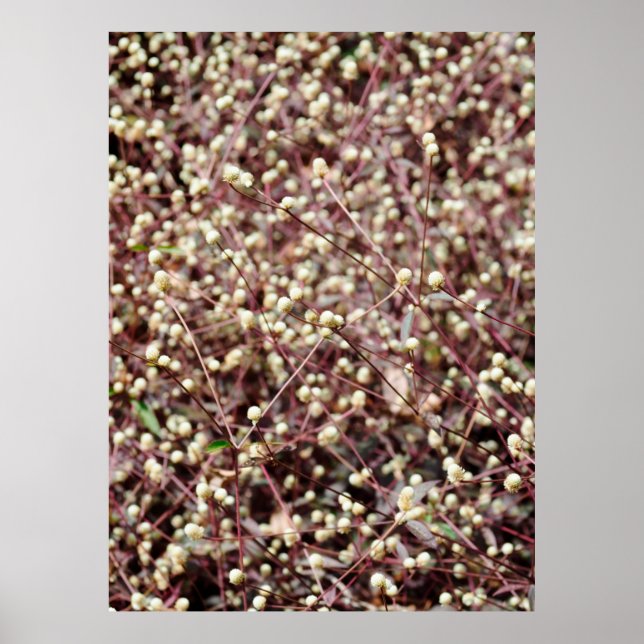 Small cute little ball shaped form wild white bush poster (Front)