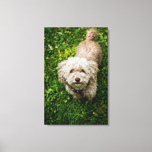 Small dog looking up at camera canvas print