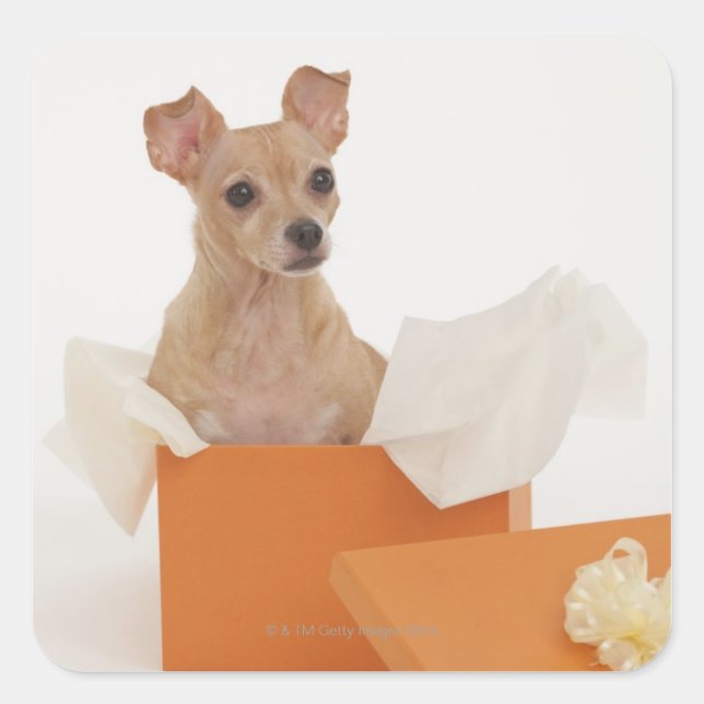 Small dog sitting in gift box square sticker (Front)