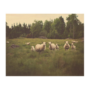 Small Flock Fluffy White Sheep Lambs in Pasture Wood Wall Art