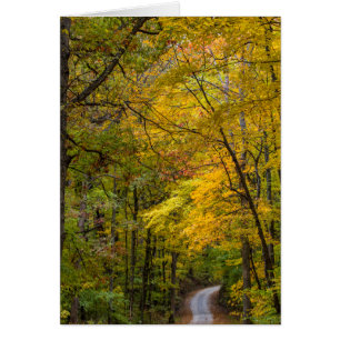 Small Gravel Road Lined With Autumn Colour