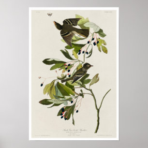 Small Green Crested Flycatcher by Audubon Poster