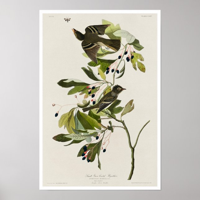 Small Green Crested Flycatcher by Audubon Poster (Front)