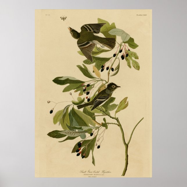 Small Green Crested Flycatcher Poster (Front)