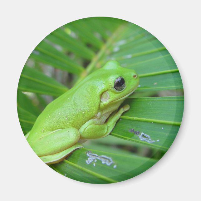Small Green Frog Magnet (Front)