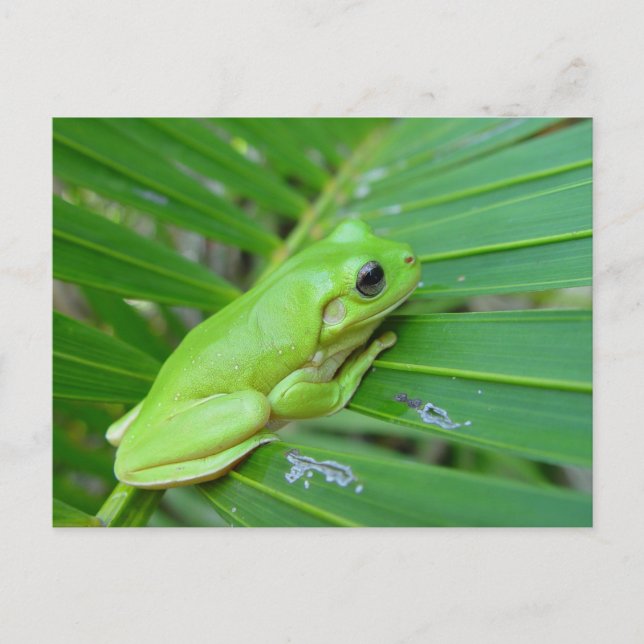 Small Green Frog Postcard (Front)
