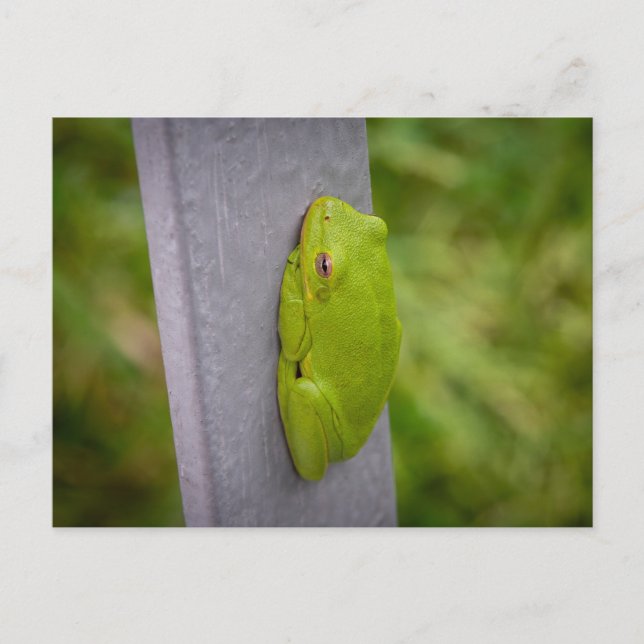 Small green tree frog clings to a metal rail. postcard (Front)