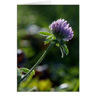 Small Growing Purple Dahlia