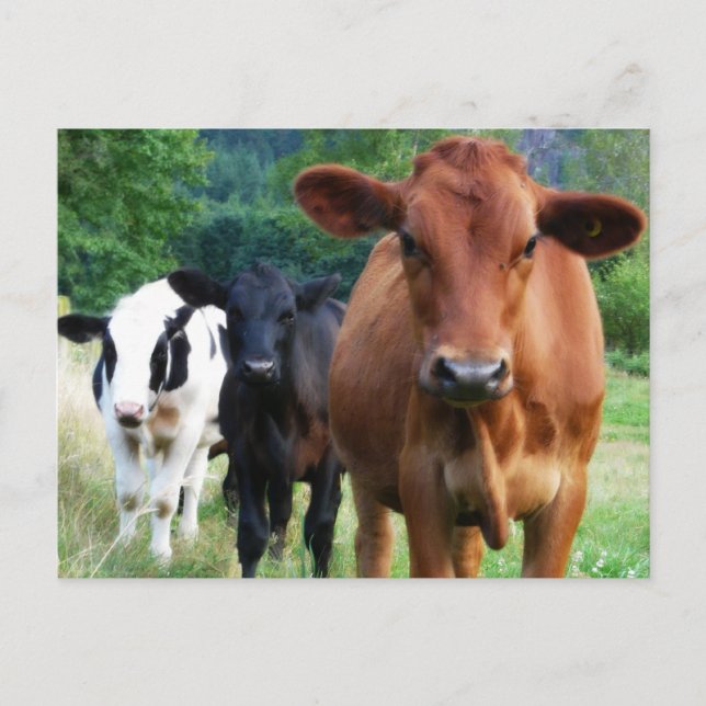 Small Herd of Three Cows Postcard (Front)