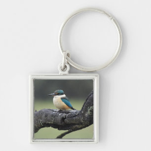 Small Kookaburra Bird Keychain