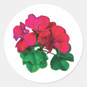 Small Magenta Geraniums Classic Round Sticker