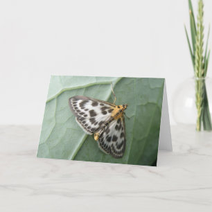 Small Magpie Moth Greeting Card