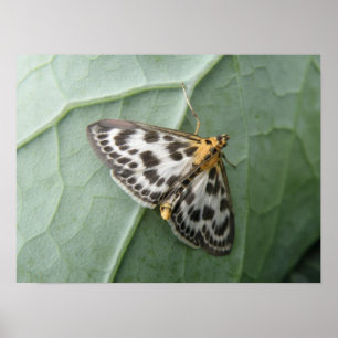 Small Magpie Moth Macro Print