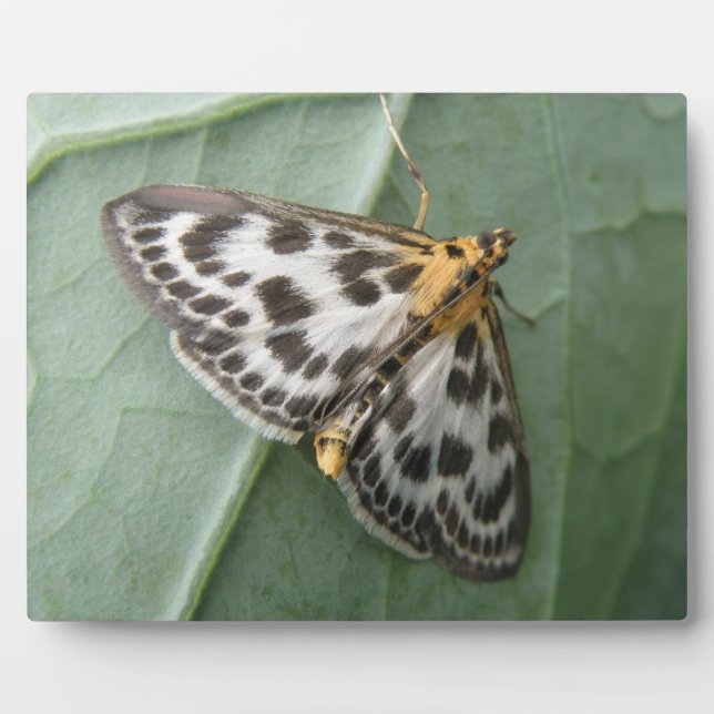 Small Magpie Moth Plaque (Front)
