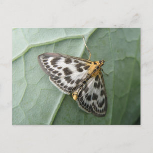 Small Magpie Moth Postcard