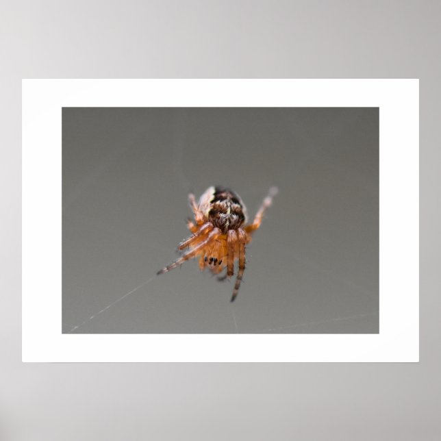 Small Orange Cute Spider  Poster (Front)
