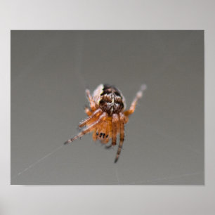 Small Orange Cute Spider  Poster