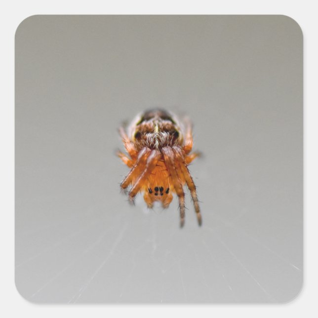 Small Orange Cute Spider  Square Sticker (Front)