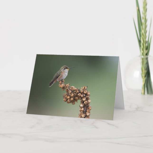 Small Orange Hummingbird Card (Front)