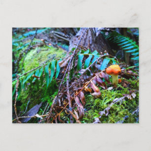 Small Orange Wild Mushroom in the Forest Postcard