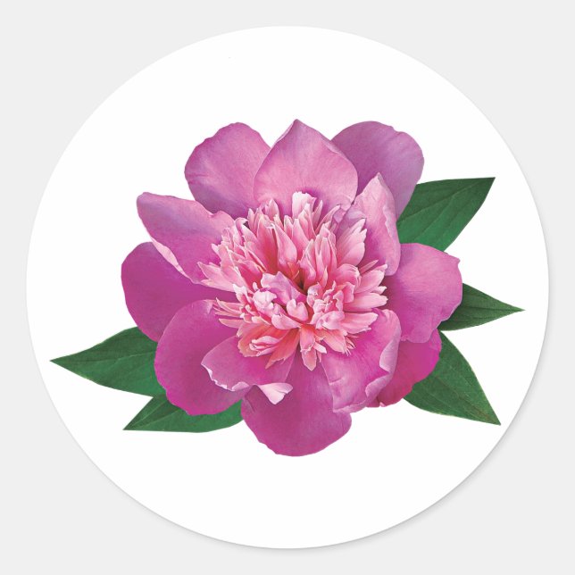 Small Pink Peony Classic Round Sticker (Front)
