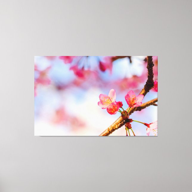 Small Pink Sakura Beauties In Springtime Canvas Print (Front)