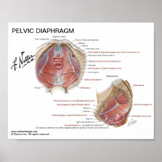 Small poster - Netter's Pelvic Diaphragm