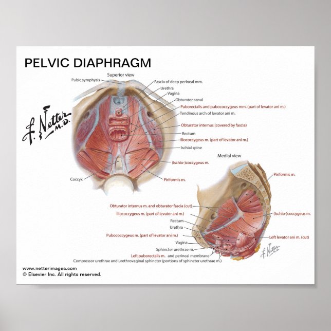 Small poster - Netter's Pelvic Diaphragm (Front)