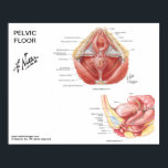 Small poster - Netter's Pelvic Floor Muscles<br><div class="desc">8x10" labelled chart.</div>
