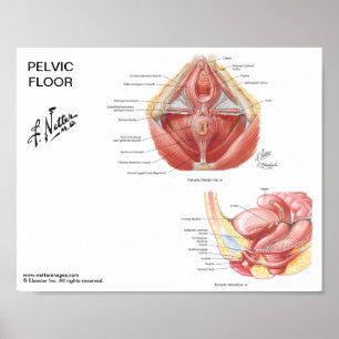 Small poster - Netter's Pelvic Floor Muscles