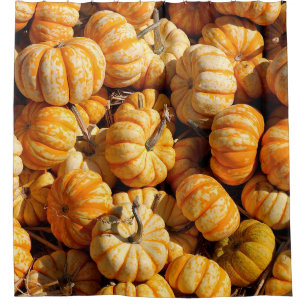 small pumpkins in stack