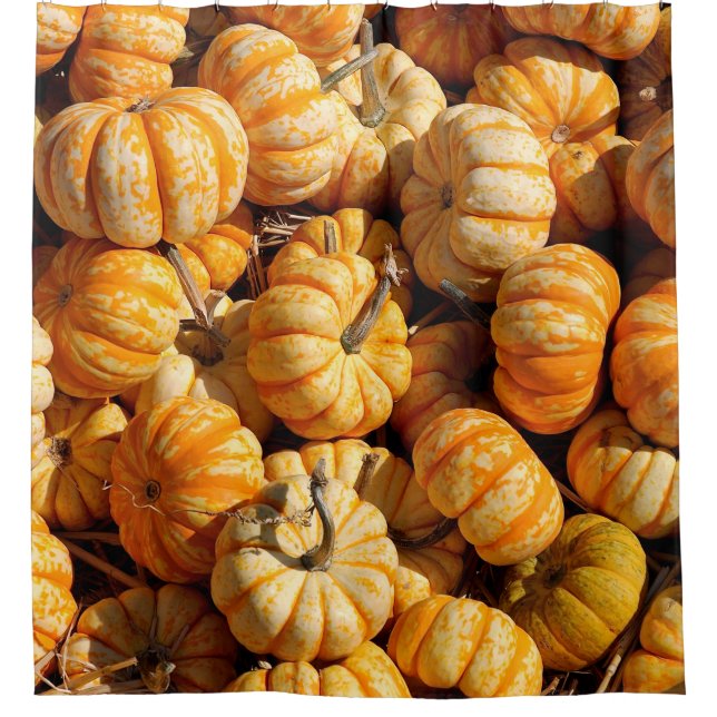 small pumpkins in stack (Front)