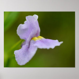 Small Purple Wild Orchid Flower  Poster