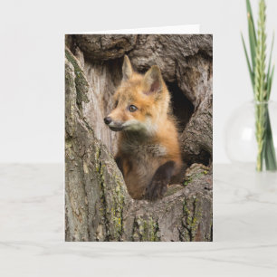 Small Red Fox in a Tree Hollow Card