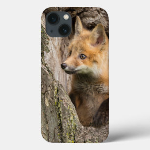 Small Red Fox in a Tree Hollow iPhone 13 Case