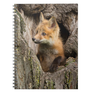 Small Red Fox in a Tree Hollow Notebook